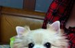 우리집 포메, 도토리의 일상이야기 2탄! ;D