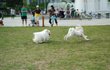 >>> [8탄!!!] 세종대왕의 한글사랑 <<<