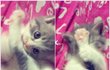 우리집 기절고양이