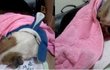 유기견이었던 우리 훈녀를 만난지 1년이 넘었어요. 부제)최고의 봉사는 입양