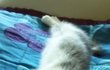 우리집기절고양이3 