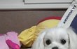 자기가 사람인줄 알고사는 보리