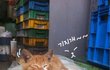 울 회사에 거주하는 귀요미폭팔 냥냥이