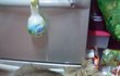 고슴잉&고양이 안보면 후회합니데잉 (사진 마늠 ㅎ