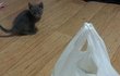 울 옹이 러시안블루~~