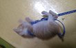 (사진有/스압) [고양이+개판]★[귀염터짐] 두마리의 고양이 (1개월된 냥) (8개월된 냥) + (5살 강아지)+추가