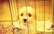 ★애 하나 키우는것만 같은 우리집 말티푸★ (약간 스압)