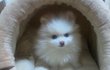 저희집 귀염둥이 포메!!