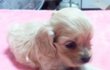 ★조언부탁!)우리집 똥강아지 루이군의 육아?!일기 사진有