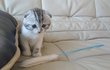 ☆★앙즈판베플약속→[냥이판]선덕여왕판★☆