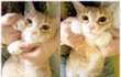 [고양이판] 우리집 할망구를 소개합니다 ^^*(사진有)