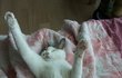 [고양이판] 고양이 아니야.. 너 좀 그래...