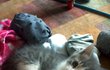 우리집 기절고양이 ★4탄★