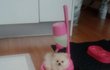 정말 사랑하는 가족이생겨써용ㅎㅎ크림 포메♡
