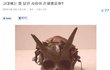 [허당엉아]실제로 머리에 뿔 달린 사람
