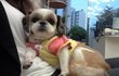 크리스마스이브날 태어나서 이름이 크리스인 도도犬.