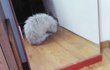 버려졌던 발톱없는 고양이 쫄리를 소개합니다 ♥1
