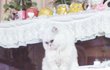 버려졌던 발톱없는 고양이 쫄리를 소개합니다 ♥2