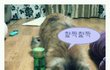 소주먹는 고양이! 즐거워예 순이>_<를 소개 합니당