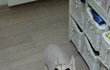 **********다리짧고 허리 긴 달자짜응  e탄*****************