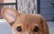 개, 고양이 등[1탄]