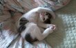 [고양이판]고양이 아니야...너 좀 그래....2
