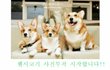 홍대 애견카페 바우하우스 이야기!!!