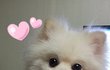 [몽식이 2탄!!] 스마일견 개몽식ㅋ