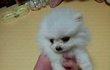 <화이트 포메> 10일만에 폭풍성장하는 강아지