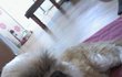 ★★★우리☆강아지☆좀☆찾아주세요......★★★