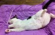 제 새끼(고냥이)만 이런 자세로 자나요?