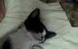 고양이 무료분양 합니다.
