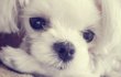 사진有 !▶(귀염주의)◀ 강아지의 탈을쓴 꼬맹이♥