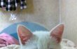 사람으로 치면 장동건급 고양이 요미♥
