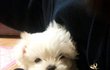 사진,영상有 !▶(귀염주의)◀ 강아지의 탈을쓴 꼬맹이 2탄♥