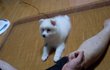 ★★★스피츠판★★★ 우리집 새침데기 마루를 소개합니다!