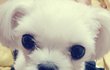 사진有 ! (귀염주의)강아지의 탈을쓴 꼬맹이 3탄♥