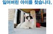 인천 부평구 부평동 백마동물병원 부근에서 잃어버린 고양이 '맘이'를 찾습니다.