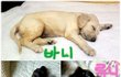 [아프간하운드]   길쭉길쭉 매력돋는 루니의 성장일기