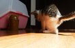 [입양완료]예쁜 아기 고양이 분양합니다(처음 키워보시는 분도 좋습니다 ^^!)ㅌ