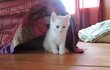 [고양이] 울집 냥이 넬이 ★ 사진있어有재석