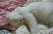 ★ ☞☞☞☞ [고양이판] 귀염종결 터앙 하니를 소개합니다 ☜☜☜☜ ★