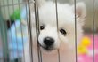 [스피츠] 아기콩을 소개합니다 +_+