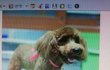 자가미용함부로하지마세요ㅠㅠ 2번째후기