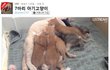 너무 사랑스러운~♥ 7마리 아기고양이 >_<