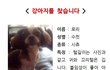 10년동안 키운 제 남동생같은 강아지를 찾습니다.