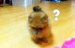 ✿✿악마견 돋는 너란 개ㅋㅋㅋㅋㅋㅋㅋㅋ✿✿