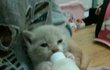 사랑스런 치즈태비 냥이 "애기" 의 스펙타클 성장ㅎㅎㅎㅎㅎㅎㅎㅎ