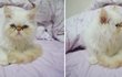 4탄. 고양이 성장기