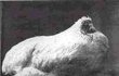 [[[[머리없이 18개월을 산 닭 마이크]]]]사진有有有